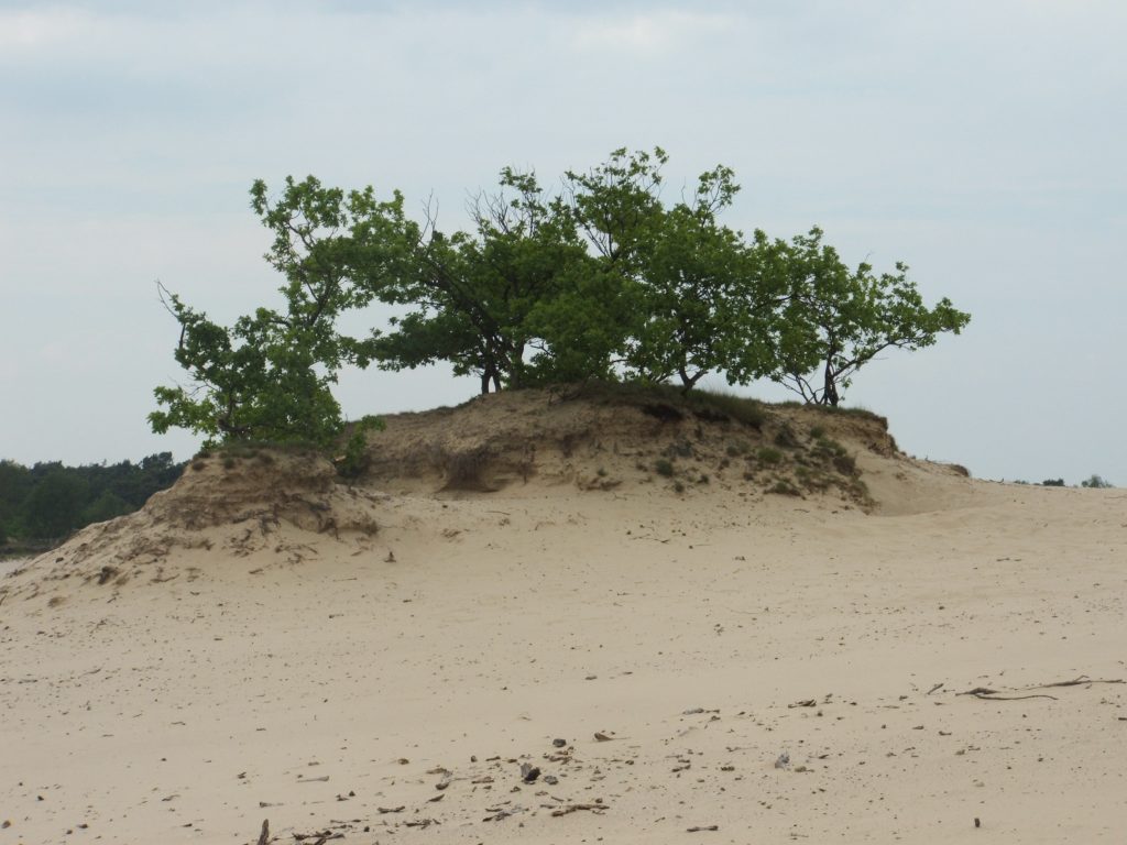 Loonse en Drunense Duinen