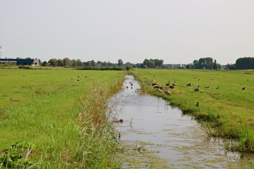 Zuidplaspolder