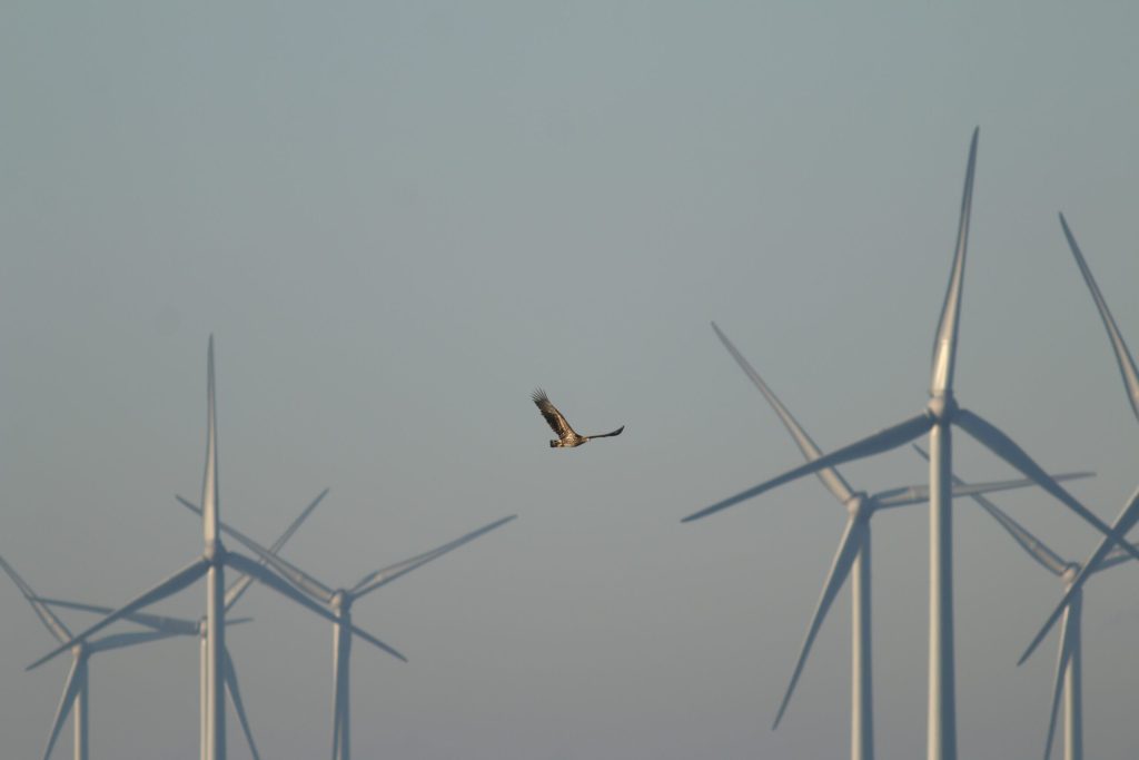 een zeearend vliegt door het windpark